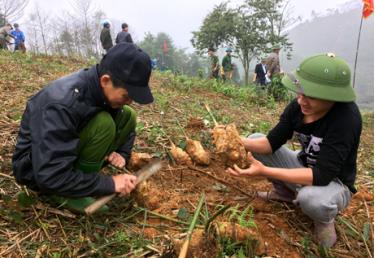 Người dân thôn 9, xã Hưng Khánh (Trấn Yên) kiểm tra giống tre măng Bát độ trước khi trồng.