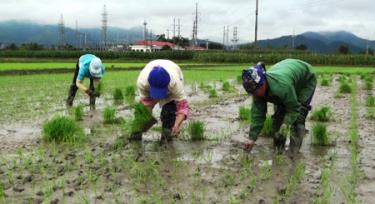 Nông dân huyện Văn Chấn ra đồng cấy lúa xuân ngay sau tết Nguyên đán.