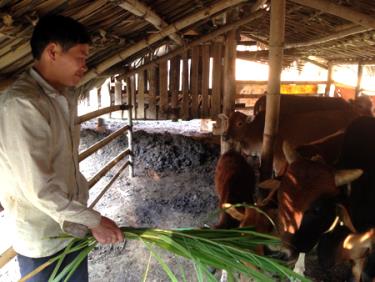 Anh Hoàng Văn Tiện chăm sóc đàn bò.
