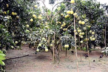 Đề tài “Nghiên cứu ảnh hưởng của phân bón đến chất lượng bưởi Đại Minh tại huyện dafabet link Bình, tỉnh dafabet link Bái” đã góp phần quan trọng nâng cao năng suất và chất lượng cây bưởi Đại Minh.