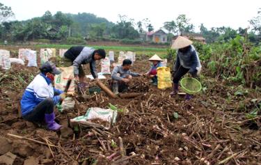 Người dân xã Quy Mông thu hoạch đao riềng. (Ảnh: Minh Huyền)