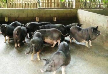 Dịch tả lợn Châu Phi đang là mối lo ngại link vào dafabet ngành chăn nuôi Việt Nam.