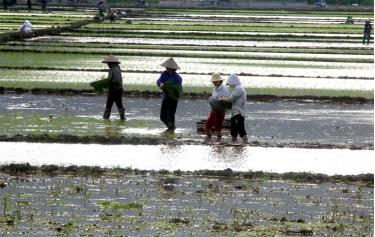 Nông dân xã Minh Quân, huyện Trấn Yên khẩn trương gieo cấy lúa xuân.