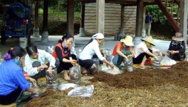 Lao động nông thôn trên địa bàn huyện Văn Chấn học nghề trồng nấm.