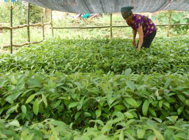 Nông đăng nhập dafabet xã Y Can chuẩn bị giống để tham gia trồng thay thế khoảng 1.000 ha quế. (Ảnh MQ)
