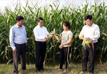 Đồng chí Luyện Hữu Chung - Bí thư Huyện ủy Văn Yên (thứ hai, trái sang) kiểm tra năng suất ngô đông trên đất hai vụ lúa ở xã Đại Phác.