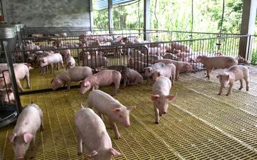 Hiện nay, nhiều địa phương đã nuôi tán đàn lợn thành công (Ảnh minh họa)