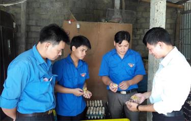 Một mô hình chăn nuôi gà mang lại hiệu quả kinh tế cao của đoàn viên thanh niên huyện Lục Yên.