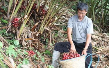 Ông Hờ A Nhà thu hoạch thảo quả.