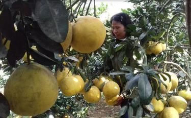 Bưởi đỏ đang mang lại hiệu quả kinh tế khá, được nông dân huyện Văn Yên tập trung phát triển.