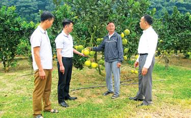 Trồng cây ăn quả có múi đang mang lại thu nhập cao cho nông dân xã Lâm Giang.