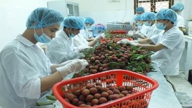 Lychee is the fourth fresh fruit of Vietnam, after dragon fruit, mango, and banana allowed to be imported into the Japanese market.