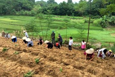 Nghề trồng dâu nuôi tằm ở xã Báo Đáp ngày càng phát triển, tạo nguồn thu nhập cao và là hướng đi cho kinh tế của xã thời gian tới.