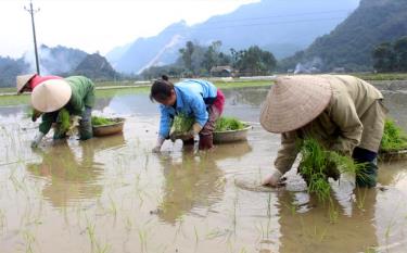 Nông dân Lục Yên gieo cấy lúa xuân.