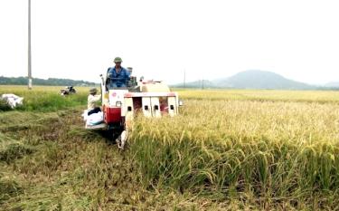 Nông dân Văn dafabet khuyến mãi đưa cơ giới hóa vào thu hoạch lúa mang lại hiệu quả kinh tế cao. (Ảnh: T.L)