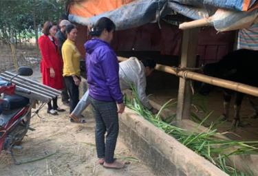 Lãnh đạo xã Châu Quế Thượng kiểm tra việc phòng chống đói, rét ch o gia súc tại thôn Ngòi Lẫu.