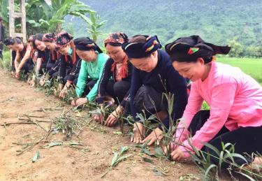 Hội viên phụ nữ thôn Úc, xã Tân Lập, huyện Lục Yên ra quân vệ sinh môi trường, trồng hoa ven đường tạo môi trường xanh, sạch, đẹp chào mừng Đại hội XIII của Đảng, đại hội đại biểu phụ nữ các cấp nhiệm kỳ 2021 - 2026.
