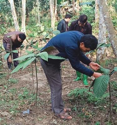 Cây khôi nhung được người dân xã Việt Hồng trồng xen dưới tán rừng, tạo điều kiện cho cây phát triển tốt.