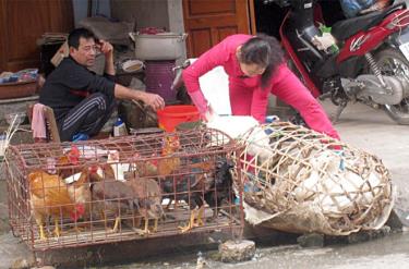 Người tiêu dùng thực phẩm cần chọn mua thực phẩm an toàn, nhất là các loại thực phẩm tươi sống sử dụng nhiều trong dịp tết.