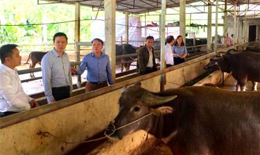 Lãnh đạo huyện Yên Bình thăm cơ sở chăn nuôi của Hợp tác xã Thiên An, xã Xuân Lai.