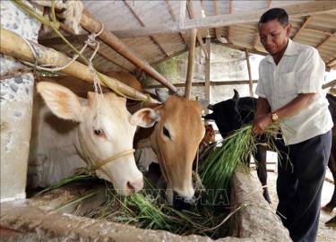 Nhiều hộ đồng bào dân tộc Khmer đã vươn lên thoát nghèo nhờ vốn vay chương trình hộ nghèo.