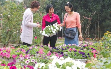 Mô hình trồng hoa của gia đình chị Ngô Vương Bích, tổ 12, phường Đồng Tâm, thành phố dafabet com mang lại hiệu quả kinh tế cao.