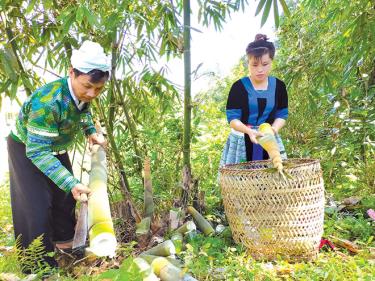 Người dân thôn Đồng Ruộng, xã Kiên Thành thu hoạch măng tre Bát độ.
