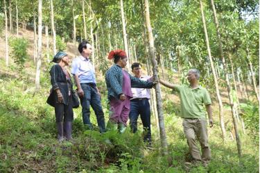 Lãnh đạo Viện Nghiên cứu Lâm sinh, Trung tâm Khuyến nông tỉnh Yên Bái kiểm tra đồi quế của gia đình bà Triệu Thị Duyên ở thôn 2 Túc, xã Phúc Lợi.