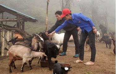 Gia đình anh Hờ A Dì ở bản Tà Chí Lừ, xã La Pán Tẩn, huyện Mù Cang Chải sử dụng tốt vốn vay ưu đãi để phát triển chăn nuôi. (Ảnh: T.L)