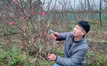 Yen The residents take care of ornamental peach trees for Tet market.