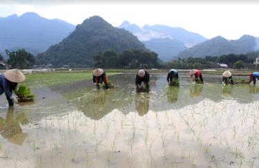 Nông dân Lục Yên tích cực hoàn thành gieo cấy những diện tích lúa xuân cuối cùng.