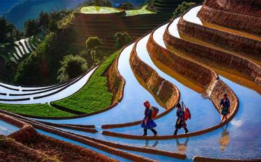 Terraced rice fields in Mu Cang Chai district.