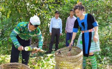 Người Mông Kiên Thành thu hoạch măng tre Bát độ.