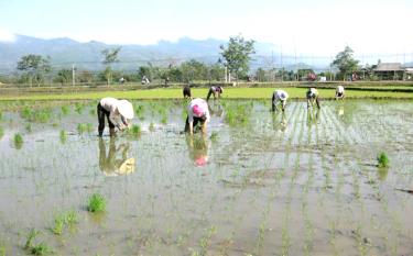 Nông dân thị xã Nghĩa Lộ gieo cấy lúa đông xuân trà 1.