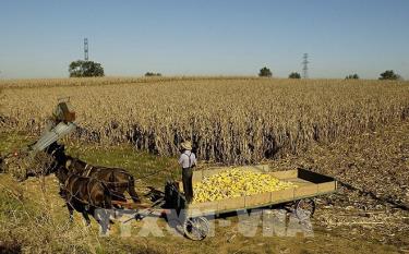 Mexico trở thành nước nhập khẩu ngô lớn nhất thế giới.