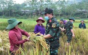 Cán bộ, chiến sĩ Ban Chỉ huy Quân sự huyện Văn Yên giúp dân thu hoạch lúa.