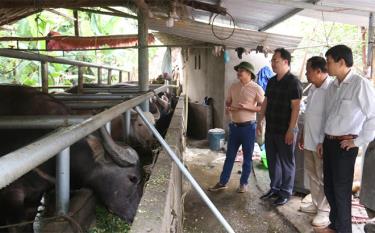 Lãnh đạo Hội Nông dân tỉnh thăm mô hình nuôi trâu của Hợp tác xã Thiên An, xã Xuân Lai, huyện Yên Bình.