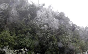 In Mu Cang Chai district, frost often occurs in such areas as Mount Trong Pao Sang in La Pan Tan commune, Khau Pha Pass in Cao Pha commune, and Ta Cua Y Valley in Che Cu Nha commune.