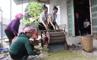 Người dân xã Tú Lệ, huyện Văn Chấn tự hào với giống nếp Tan.