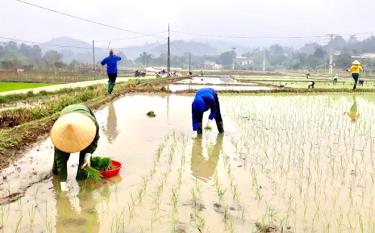 Nông dân tổ dân phố 2, thị trấn Mậu A, huyện Văn Yên cấy lúa ST25 vụ xuân năm 2022.