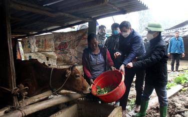 A staff member of Tram Tau District's Centre for Agricultural Development Services and Support guides on how to reserve feed for buffaloes and cows.