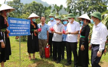 Các đồng chí lãnh đạo tỉnh và huyện Yên Bình thăm mô hình trồng cây thanh long ruột đỏ tại xã Mỹ Gia.