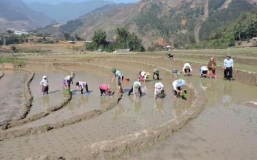 Lãnh đạo huyện Trạm Tấu tham gia sản xuất vụ xuân cùng người dân tại cơ sở.