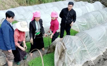 Cán bộ xã Hát Lừu, huyện Trạm Tấu cùng người dân kiểm tra mạ trước khi xuống cấy.