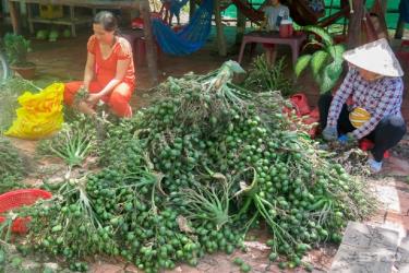 Thương lái Trung Quốc đang thu mua cau non Việt Nam với giá cao. (Ảnh minh họa)