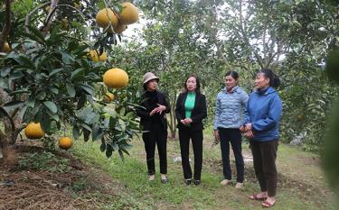 Các đảng viên Chi bộ 3, xã Nghĩa Lộ, thị xã Nghĩa Lộ (chi bộ xây dựng chi bộ kiểu mẫu) trao đổi về mô hình phát triển kinh tế.