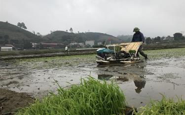 Nông dân huyện Trấn Yên cấy bằng máy giúp giảm công, tăng năng suất lao động.