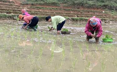 Nông dân huyện Văn Chấn khẩn trương cấy lúa xuân.