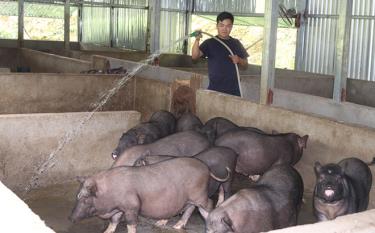 Mô hình chăn nuôi lợn đen bản địa của anh Sùng A Páo ở bản Trống Là, xã Hồ Bốn.