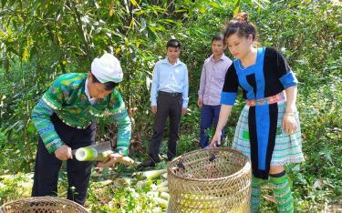 Nông dân thôn Đồng Ruộng, xã Kiên Thành, huyện Trấn Yên thu hoạch măng Bát độ.